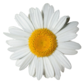 daisy-3-170x165-1 daisy-3-170x165-1