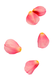 rose0petal3-200x304-1 rose0petal3-200x304-1