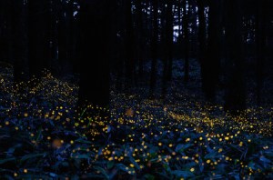 Fireflies