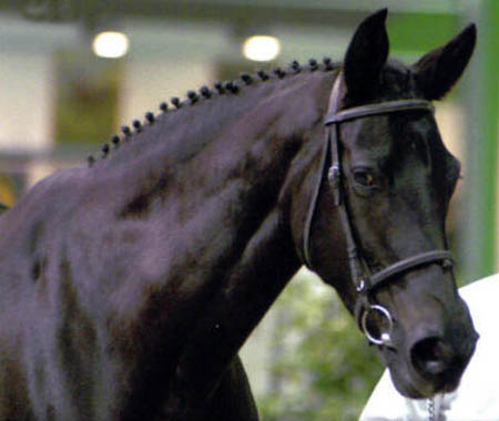 Cavallo Anglo-Arabo-Sardo