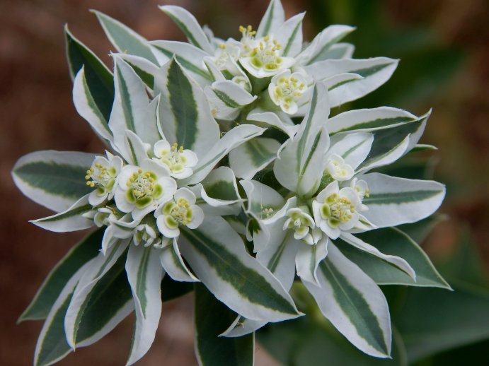 Snow On The Mountain (Euphorbia marginata)
