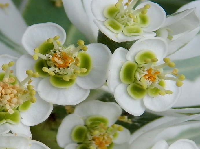 Snow On The Mountain (Euphorbia marginata)