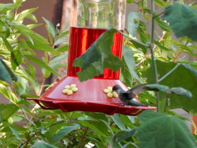 Ruby-throated Hummingbird (Archilochus colubris)