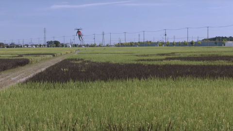 行田市やりすぎ…ギネス認定の田んぼアートにドローン宇宙人が到来 行田市やりすぎ…ギネス認定の田んぼアートにドローン宇宙人が到来