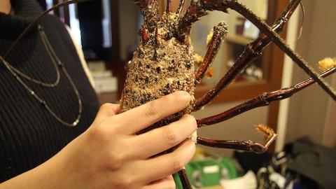 ふるさと納税で「伊勢海老」ゲット!自宅でできる捌き方を聞いてきた ふるさと納税で「伊勢海老」ゲット!自宅でできる捌き方を聞いてきた