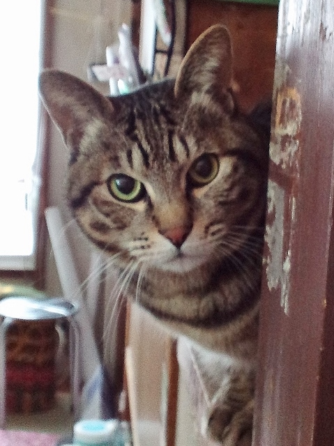 CA3F0726 (479x640).jpg