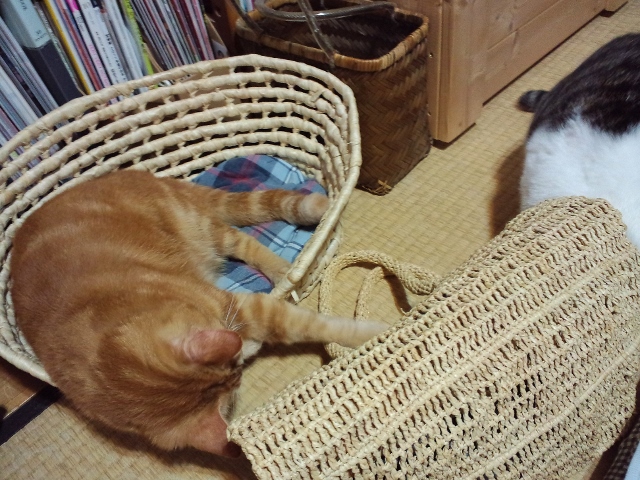 CA3F0943 (640x480).jpg