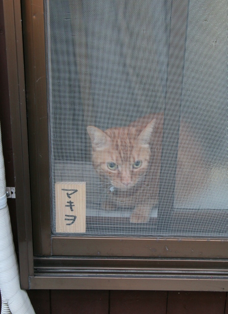 IMG_7085 (465x640).jpg