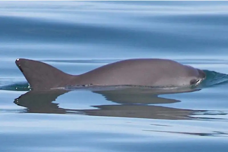 dolphin