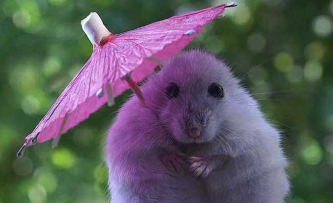 cute-animals-cover