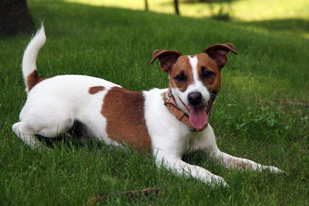 jack-russell-2-1024x683