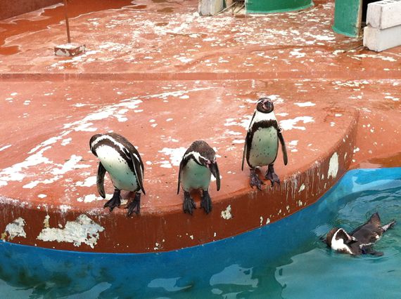 南知多ビーチランド&おもちゃ王国に行って来た…イルカ&アシカショーなど子どもが喜ぶイベント盛り沢山で夏の遊びに最適