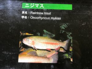 鴨川シーワールドのニジマス