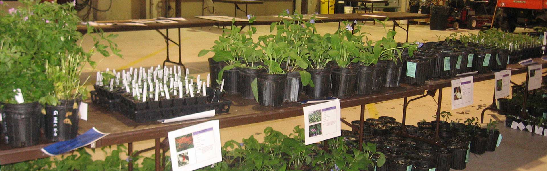 native plants sale