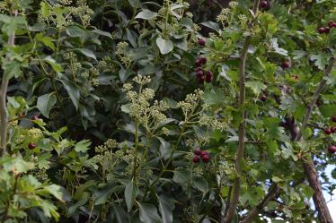 Ivy growing in the hawthorn