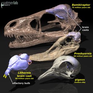 Dino-bird_olfaction_labeled