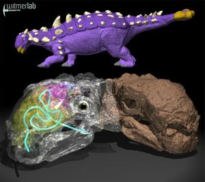armored_diinosaur_WitmerLab_00a