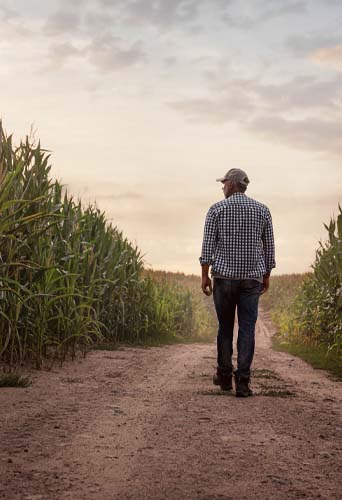 Farmer in his corn field.
