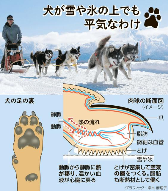 犬が雪や氷の上でも平気なわけ