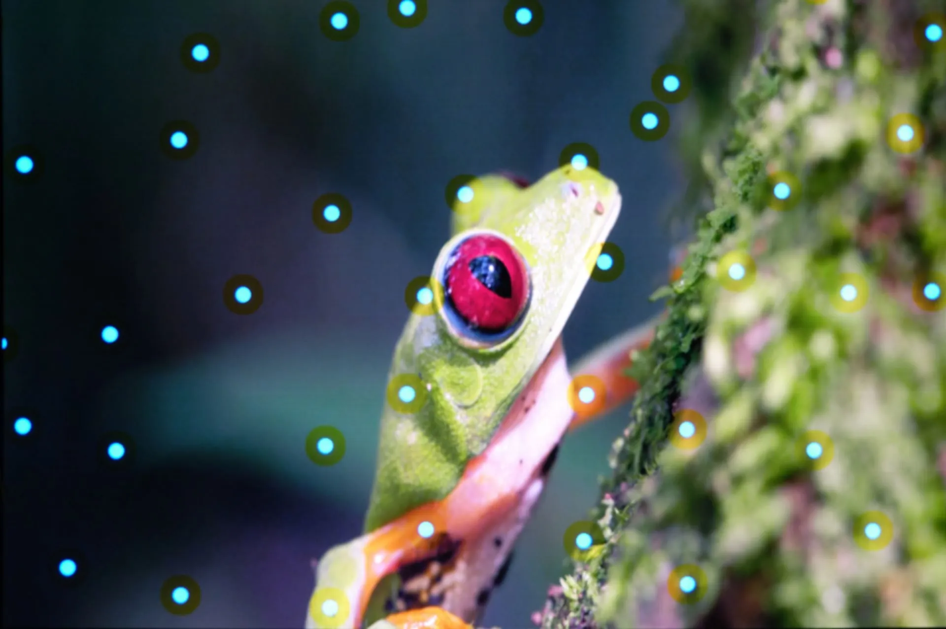 Frog image using Brompton's processors with MO-SY's Startracker