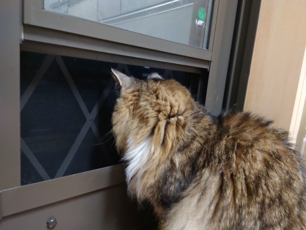 早朝からニャルソックする猫:ノルウェージャンフォレストキャットのトト