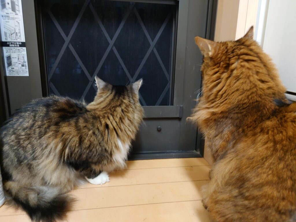 早朝からニャルソックする猫:ノルウェージャンフォレストキャットのトトとソマリのチー