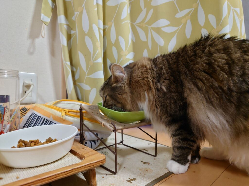朝御飯をむさぼる猫:ノルウェージャンフォレストキャットのトト