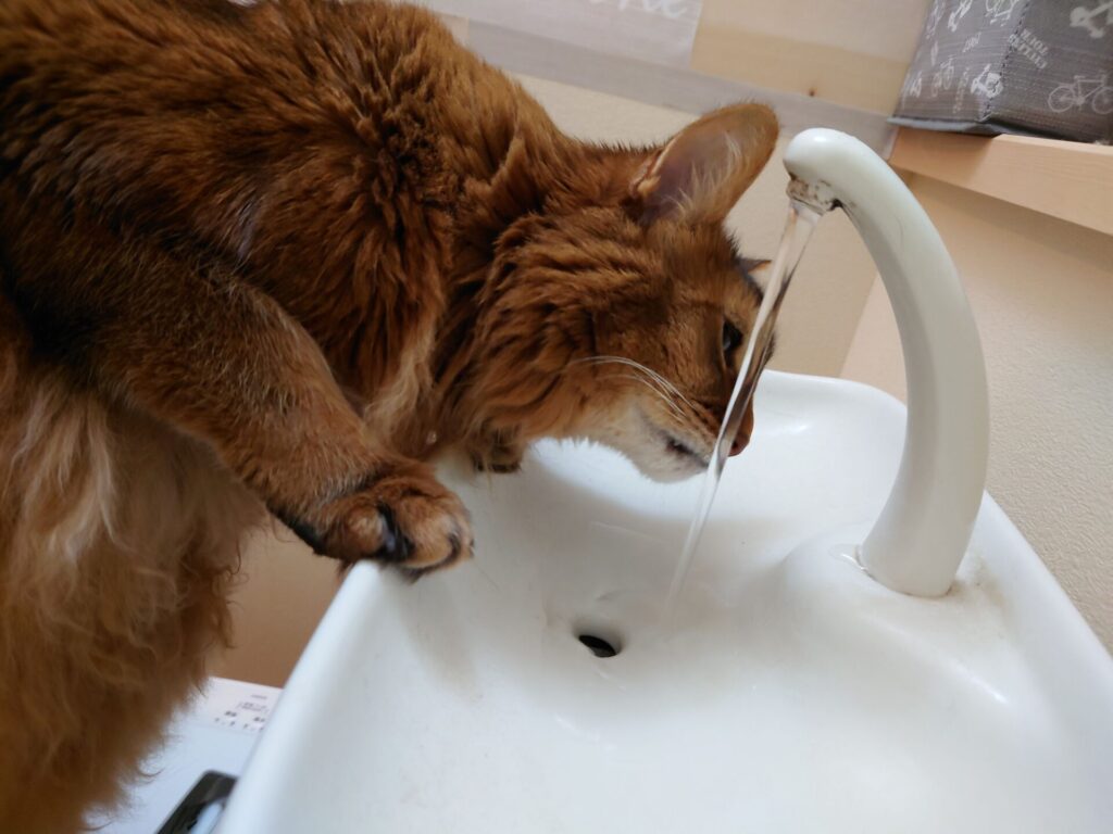 トイレの蛇口から水を飲む猫:ソマリのチー