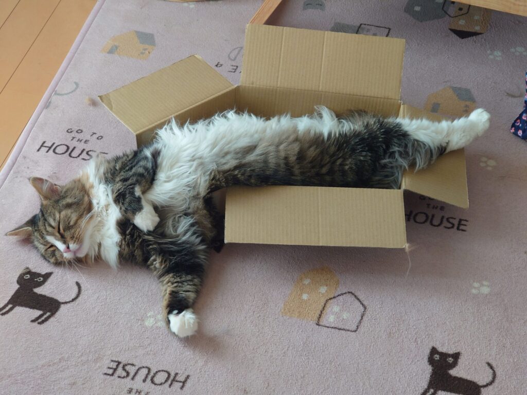 入っていたダンボールを破壊した上に、堂々とはみ出して寝ております(ノルウェージャンフォレストキャットのトト)