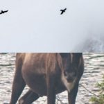 Fixed-position Parallax Scroll Effect With Pure CSS