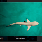 Elegant Flexible Image Lightbox Gallery Library – Lightbox V