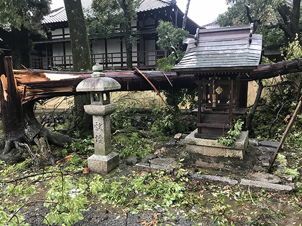 五社明神前の倒木 五社明神前の倒木
