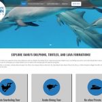 Dolphin Snorkel Tours