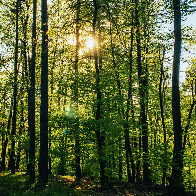 Forest-optimized