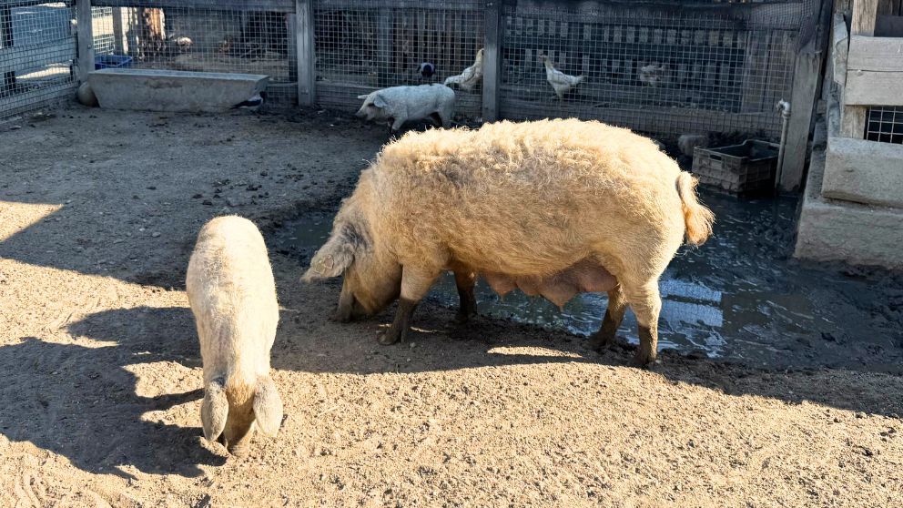 ブダペスト動物園にいたマンガリッツァ豚の親子。体は白い体毛に覆われていて、母豚の毛がくるくるとしているのが特徴的