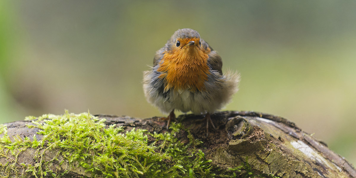 Qualche scrupolo culturale e civile