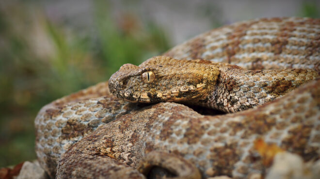 πωλούνται-οχιές-μήλου-και-σκορπιοί-φι-563966359