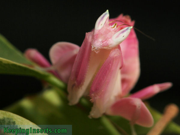 Female Orchid Mantis