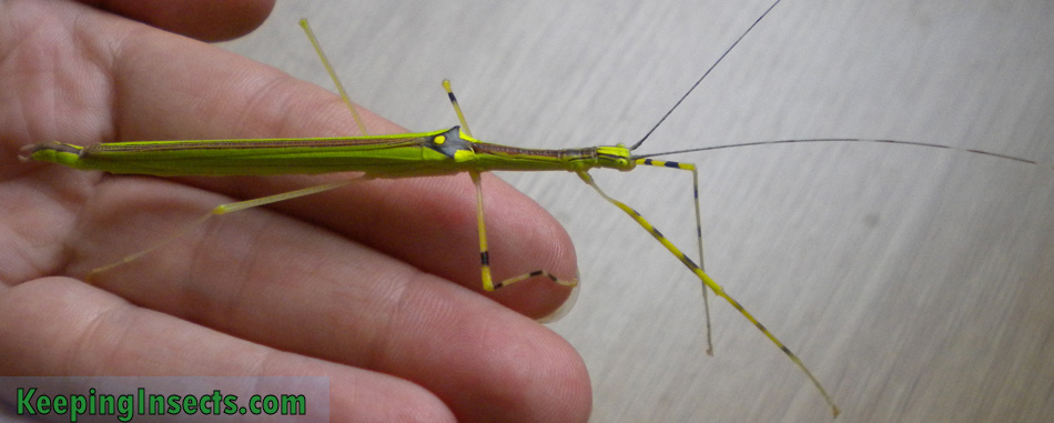 Necroscia annulipes (psg 290)