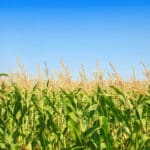 Pulse: Majority in Support of Farmland Preservation Policies