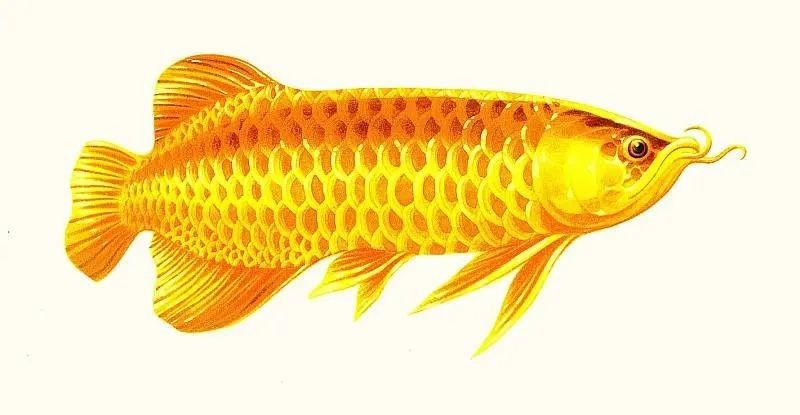 天天钓鱼2025 天天钓鱼2025