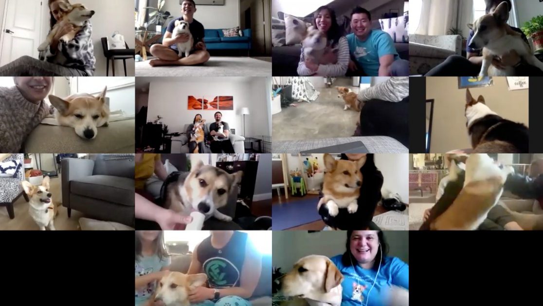 Corgi-Meetup-online-event