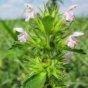 Ballote en gros plan (fleurs roses et feuilles)