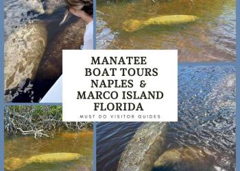 Manatee sightseeing and wildlife Boat Tours in Naples and Marco Island, Florida
