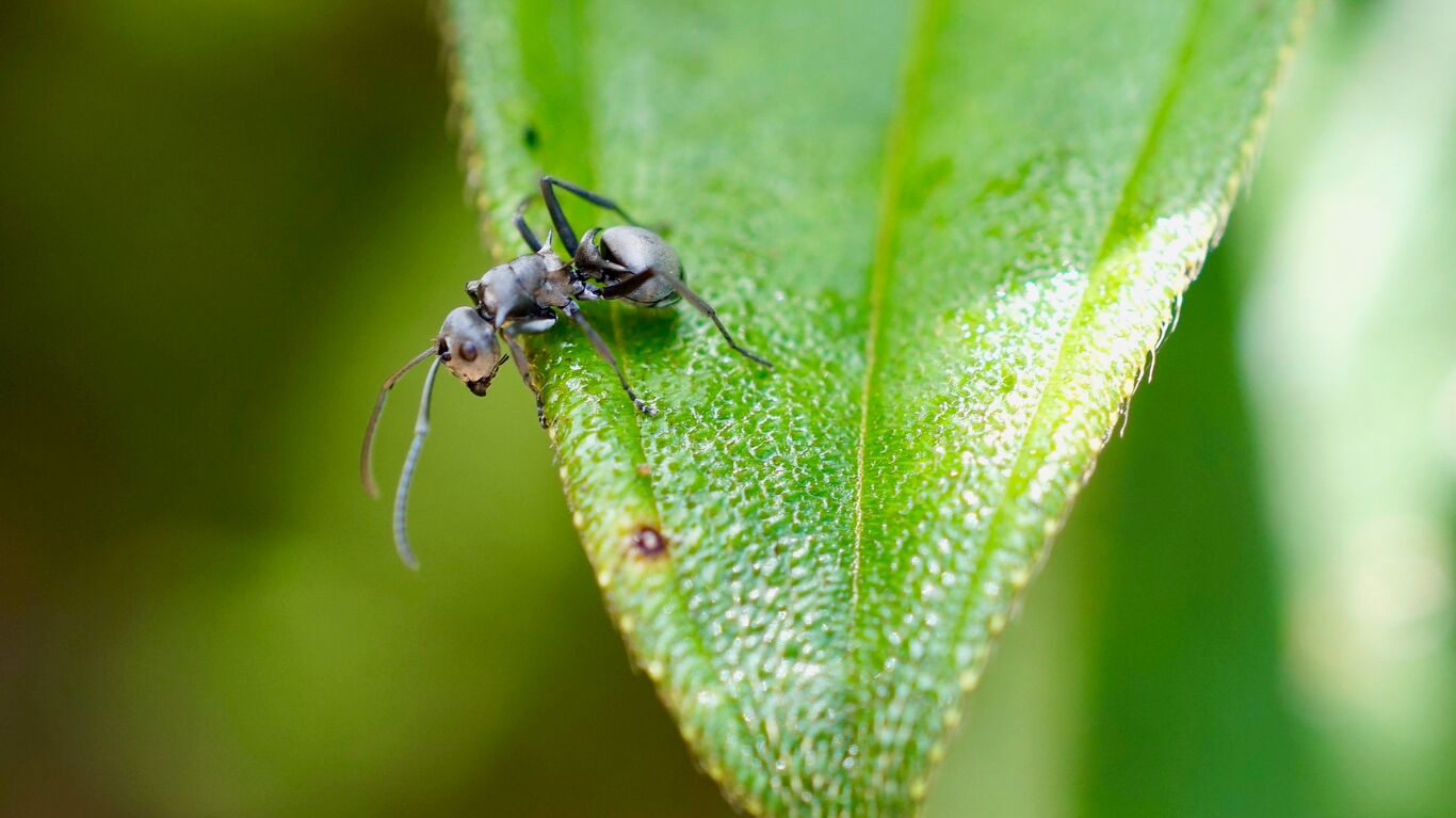 A closeup photo of an ant on a leaf.