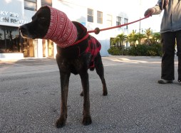 Record cold weather Appa, a mixed-breed hound from New Jersey, enjoys a brisk walk in Lauderdale-by-the-Sea on Monday, Feb. 2, 2026. (Joe Cavaretta/South Florida Sun Sentinel)