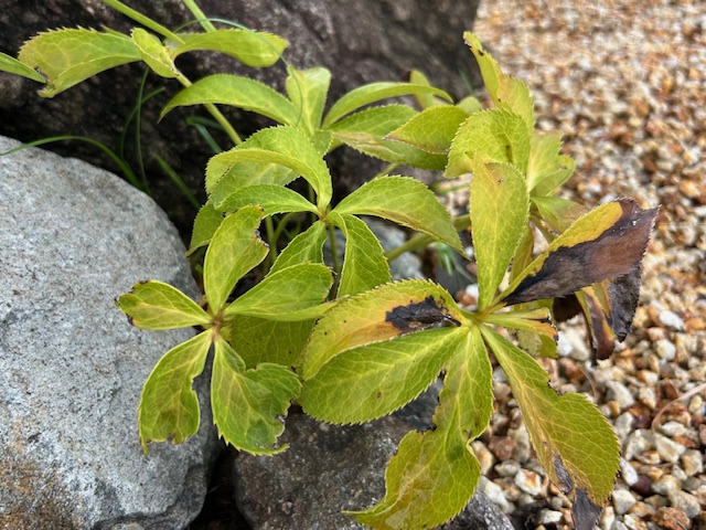 クリスマスローズ