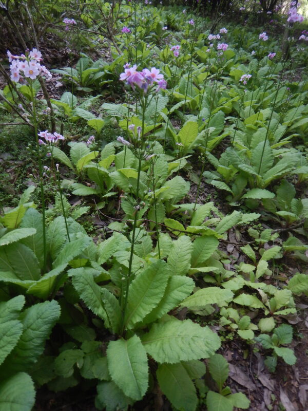 クリンソウの茎や葉