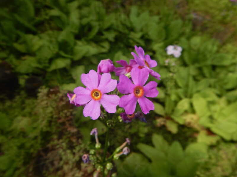 クリンソウの花