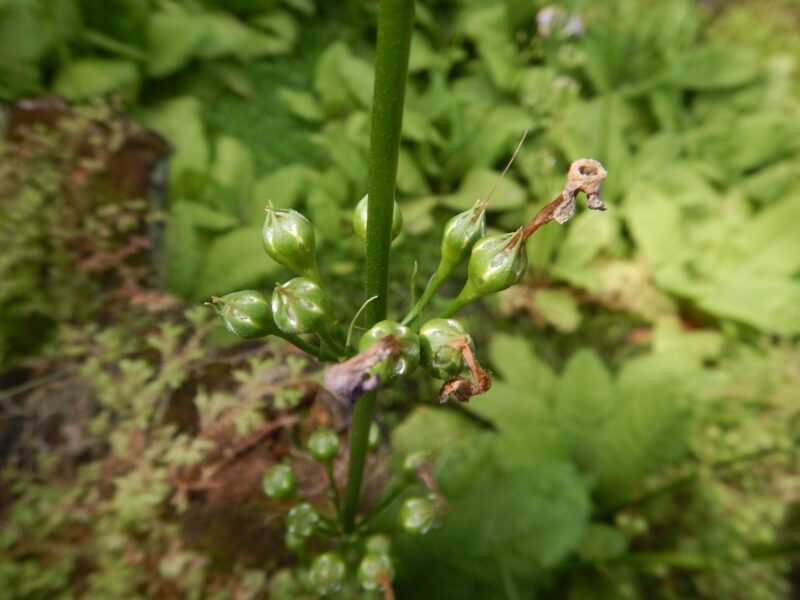 クリンソウの実